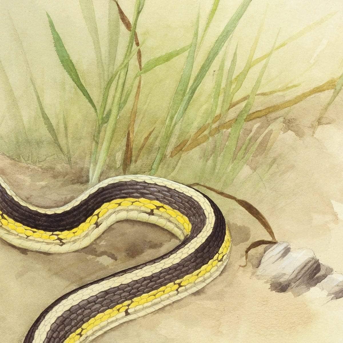 Garter Snake and Grasshopper - Framed Print | Artwork by Glen Loates