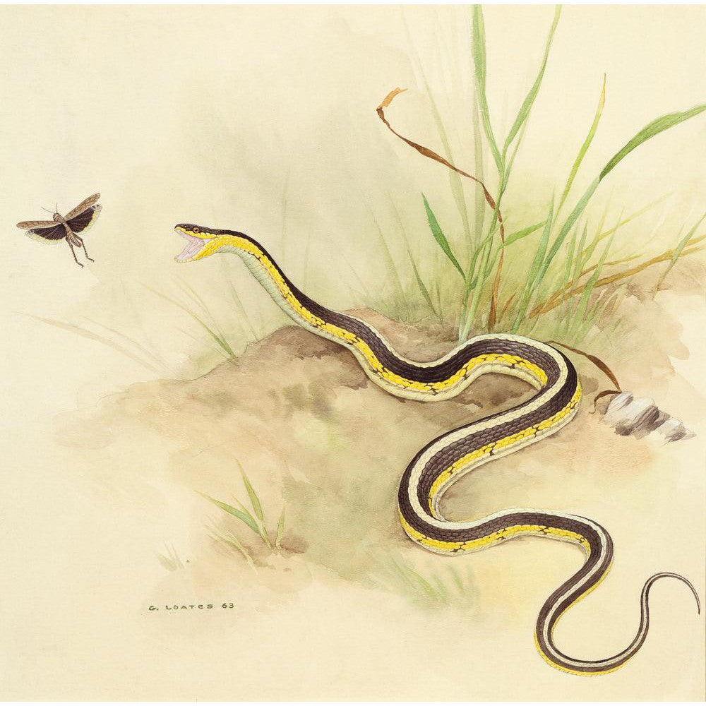 Garter Snake and Grasshopper - Framed Print | Artwork by Glen Loates