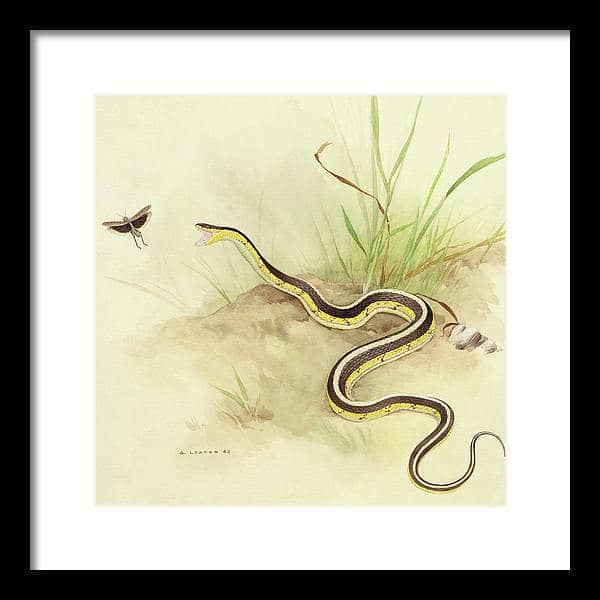 Garter Snake and Grasshopper - Framed Print | Artwork by Glen Loates