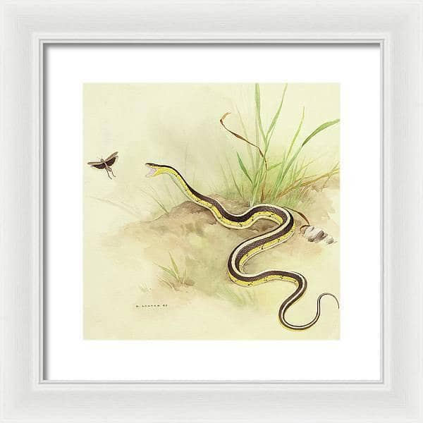 Garter Snake and Grasshopper - Framed Print | Artwork by Glen Loates