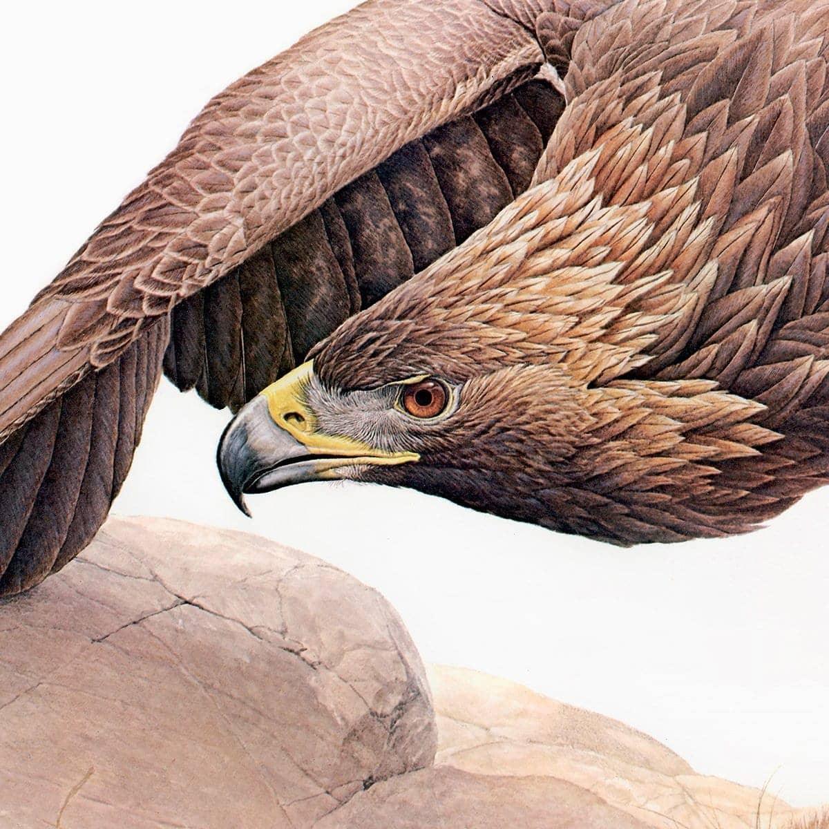 Golden Eagle - Canvas Print | Artwork by Glen Loates