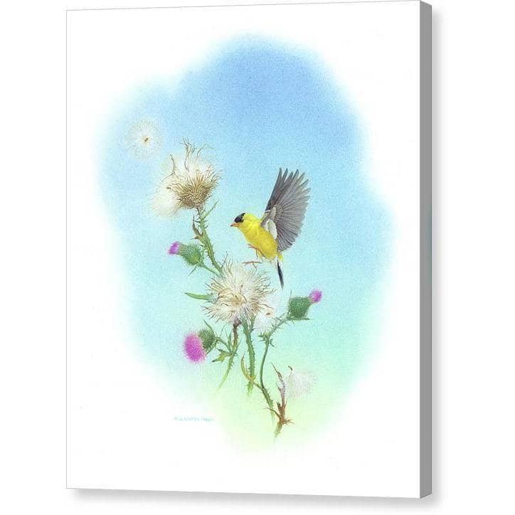 Goldfinch - Canvas Print | Artwork by Glen Loates