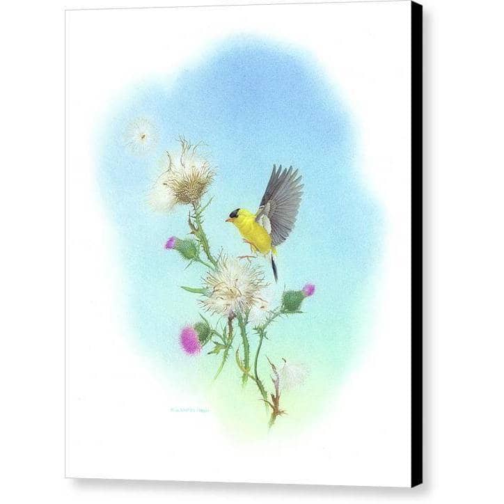 Goldfinch - Canvas Print | Artwork by Glen Loates