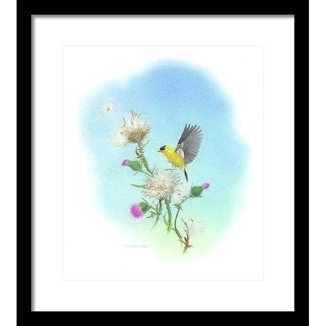 Goldfinch - Framed Print | Artwork by Glen Loates