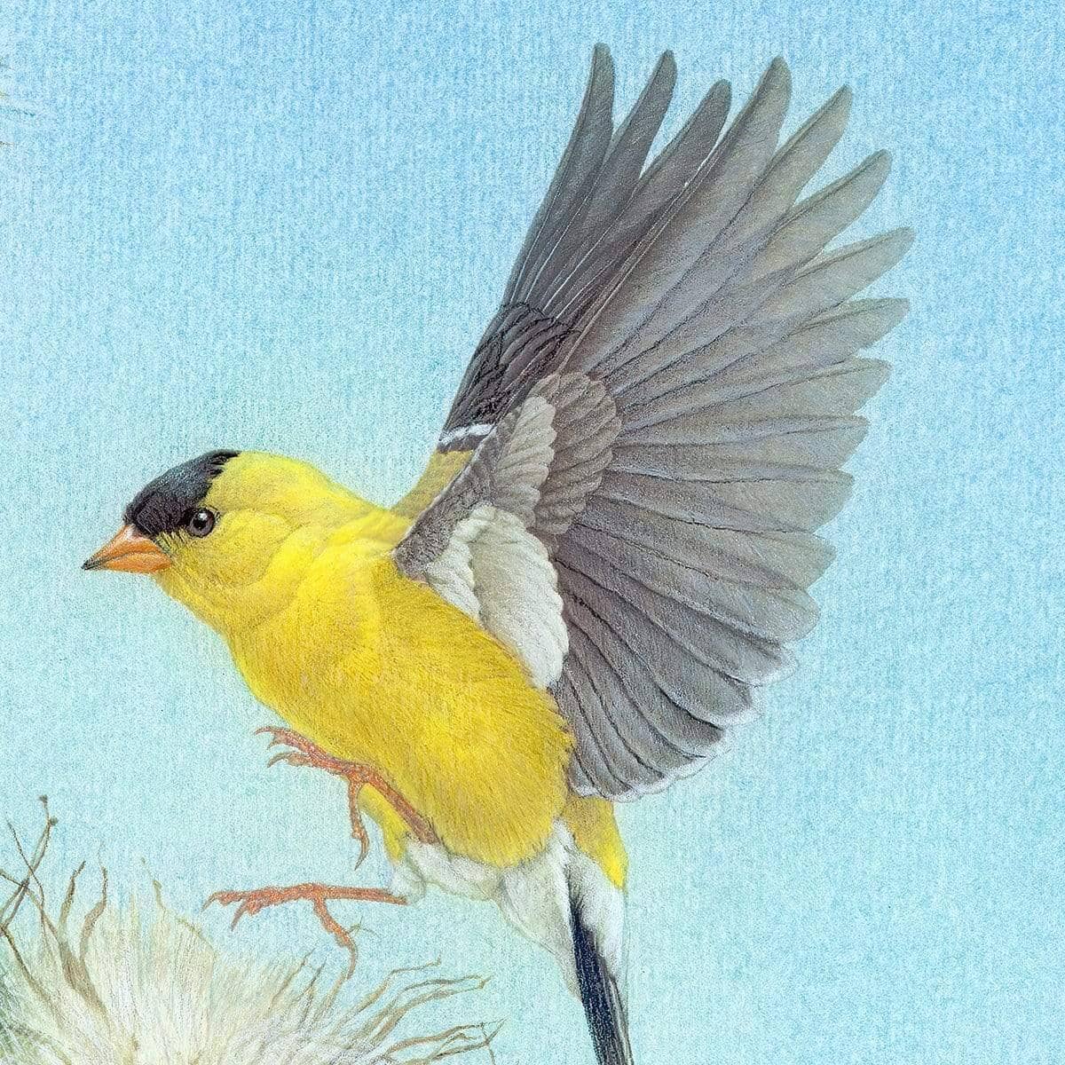 Goldfinch - Framed Print | Artwork by Glen Loates