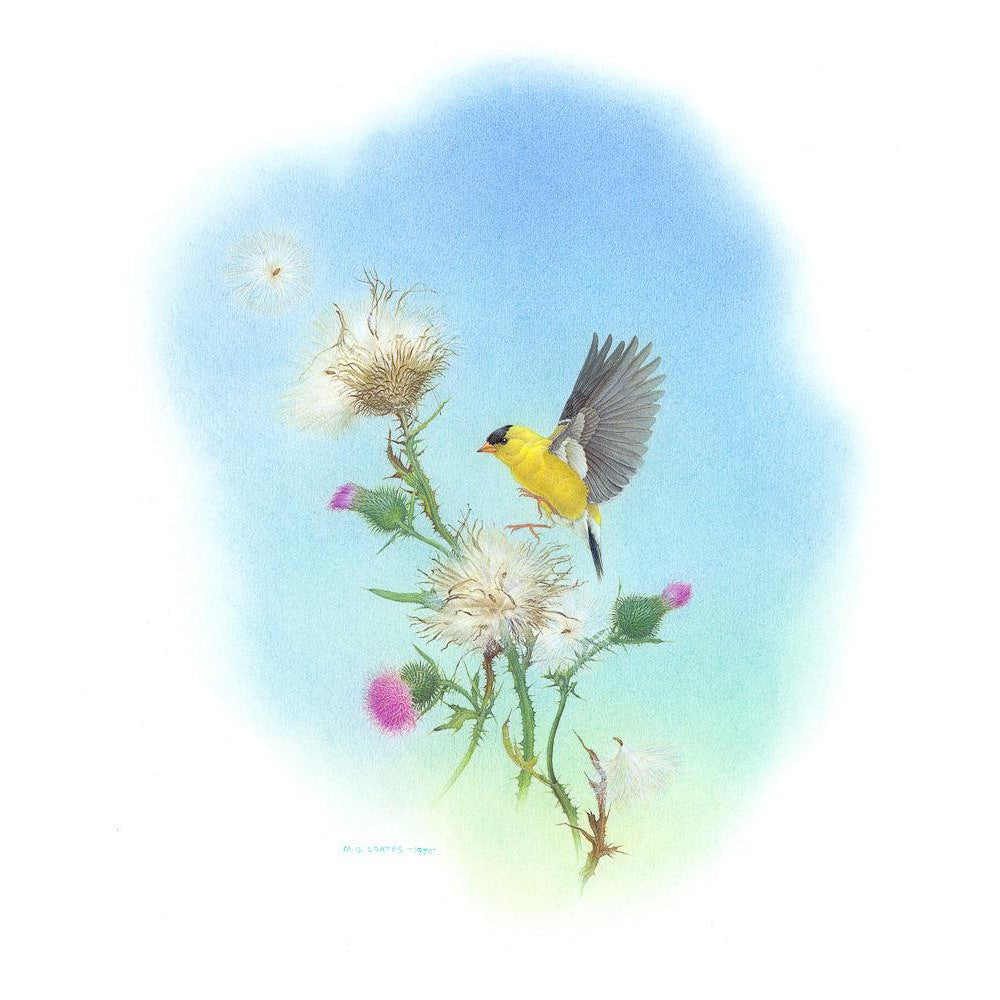 Goldfinch - Framed Print | Artwork by Glen Loates