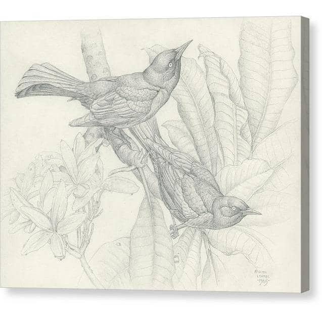 Grackles - Canvas Print | Artwork by Glen Loates