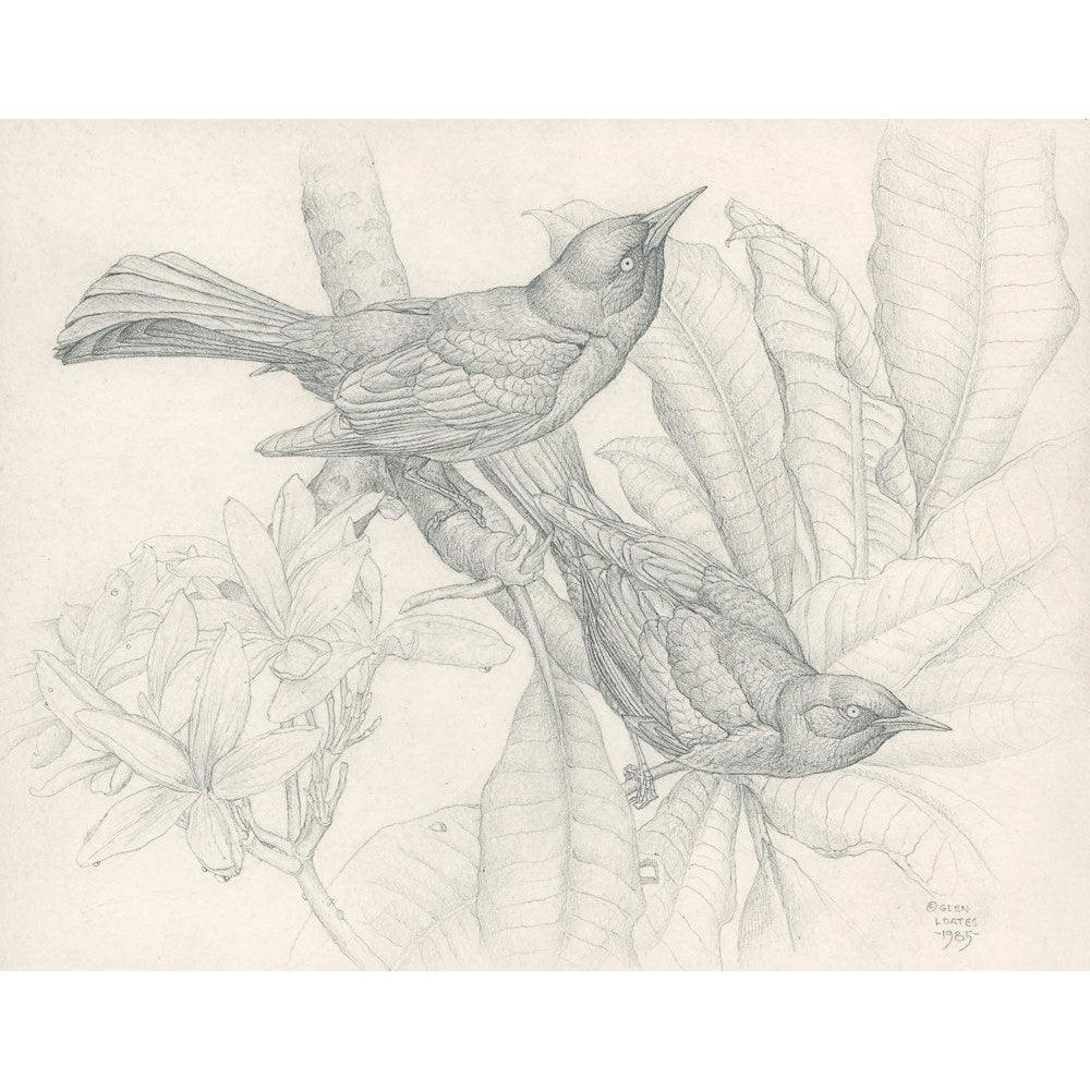 Grackles - Canvas Print | Artwork by Glen Loates