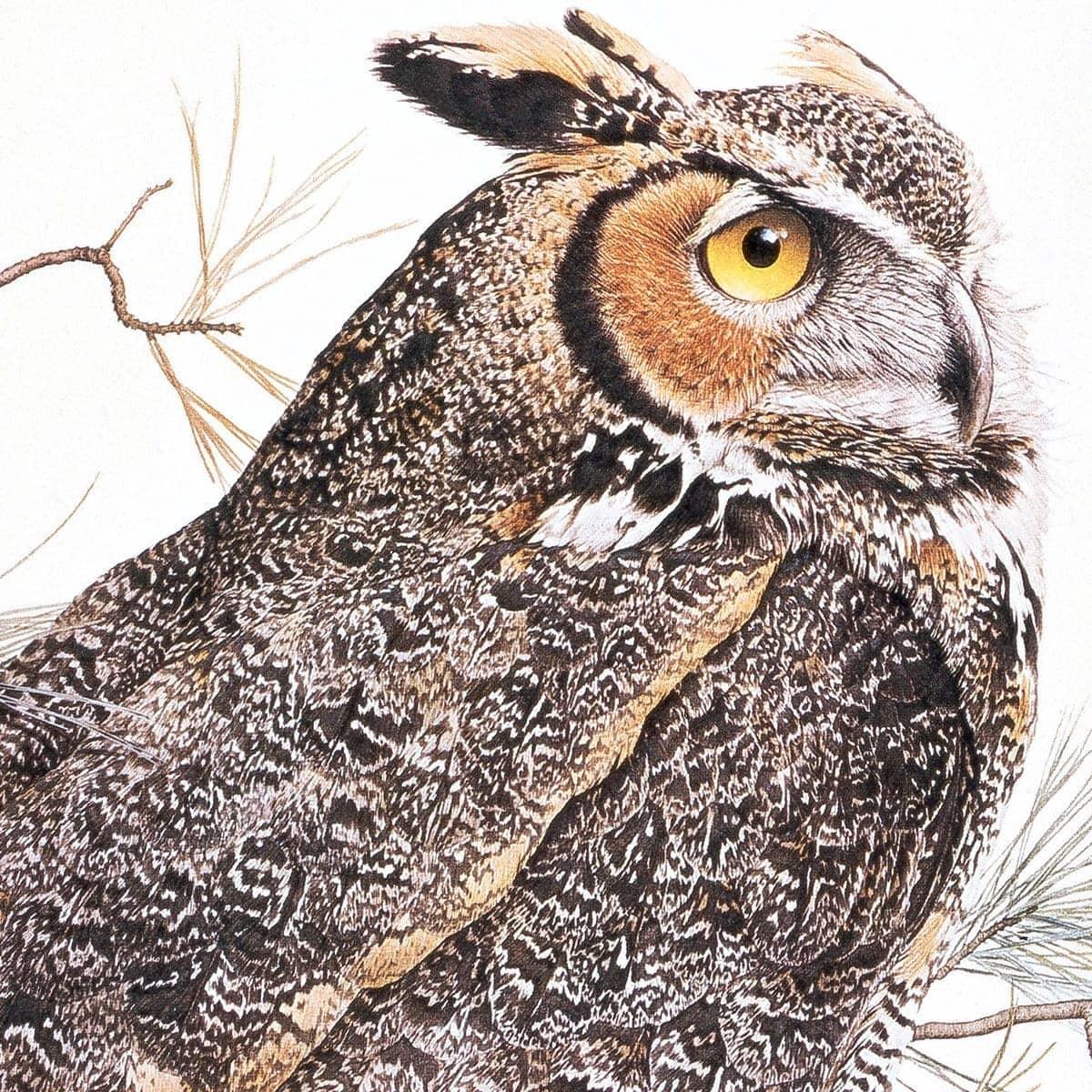 Great-Horned Owl - Framed Print | Artwork by Glen Loates