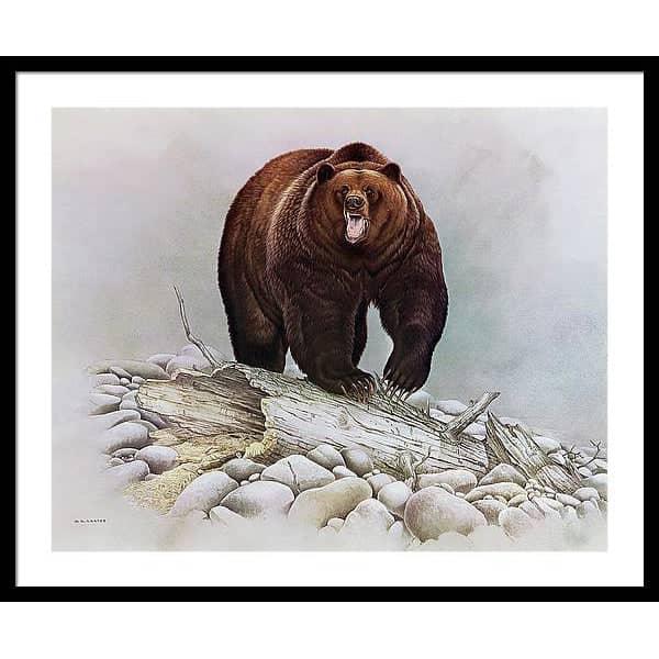 Grizzly Bear - Framed Print | Artwork by Glen Loates