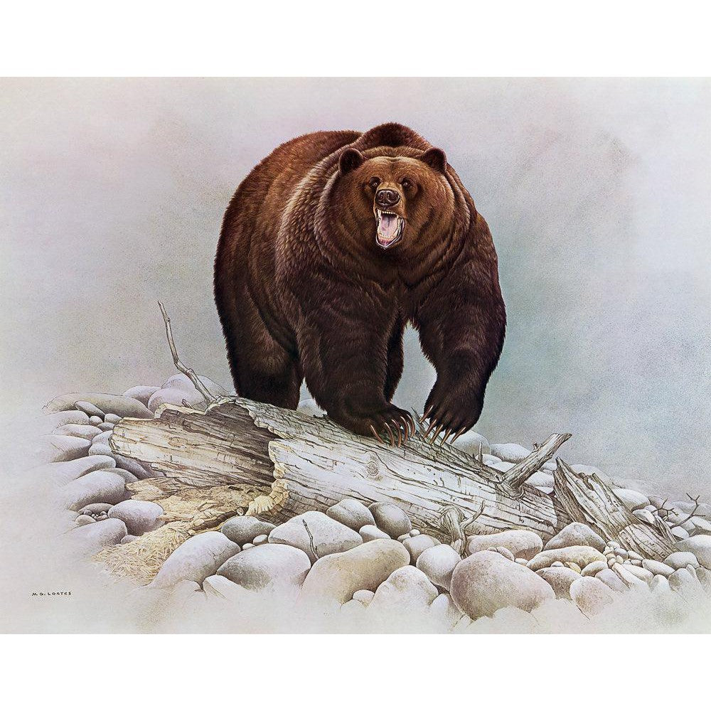 Grizzly Bear - Framed Print | Artwork by Glen Loates