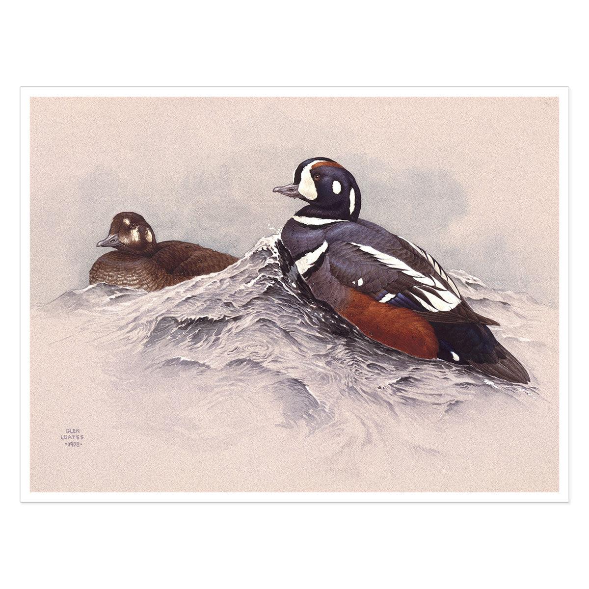 Harlequin Ducks - Art Print | Artwork by Glen Loates