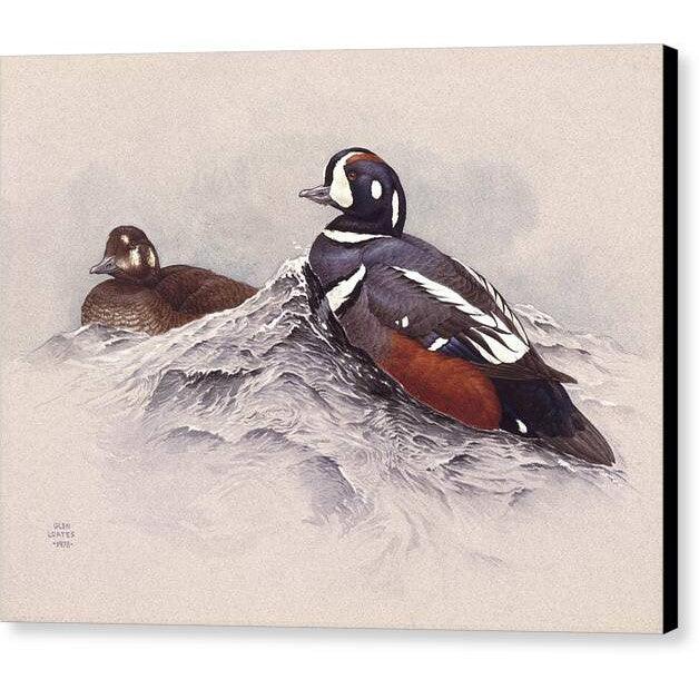 Harlequin Ducks - Canvas Print | Artwork by Glen Loates