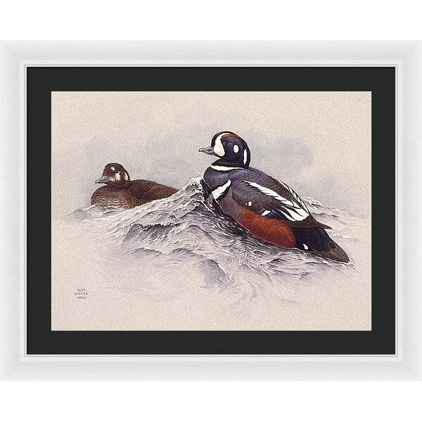 Harlequin Ducks - Framed Print | Artwork by Glen Loates