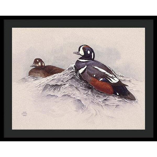 Harlequin Ducks - Framed Print | Artwork by Glen Loates