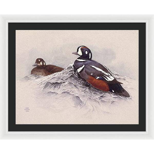 Harlequin Ducks - Framed Print | Artwork by Glen Loates