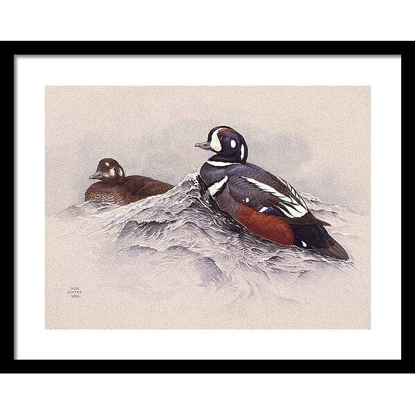 Harlequin Ducks - Framed Print | Artwork by Glen Loates