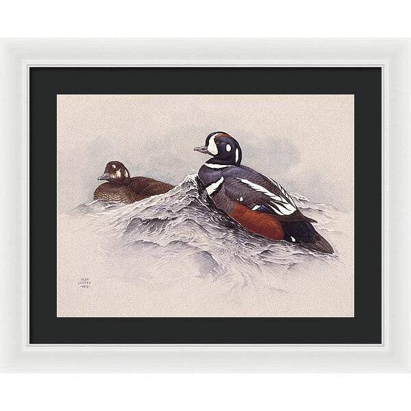 Harlequin Ducks - Framed Print | Artwork by Glen Loates