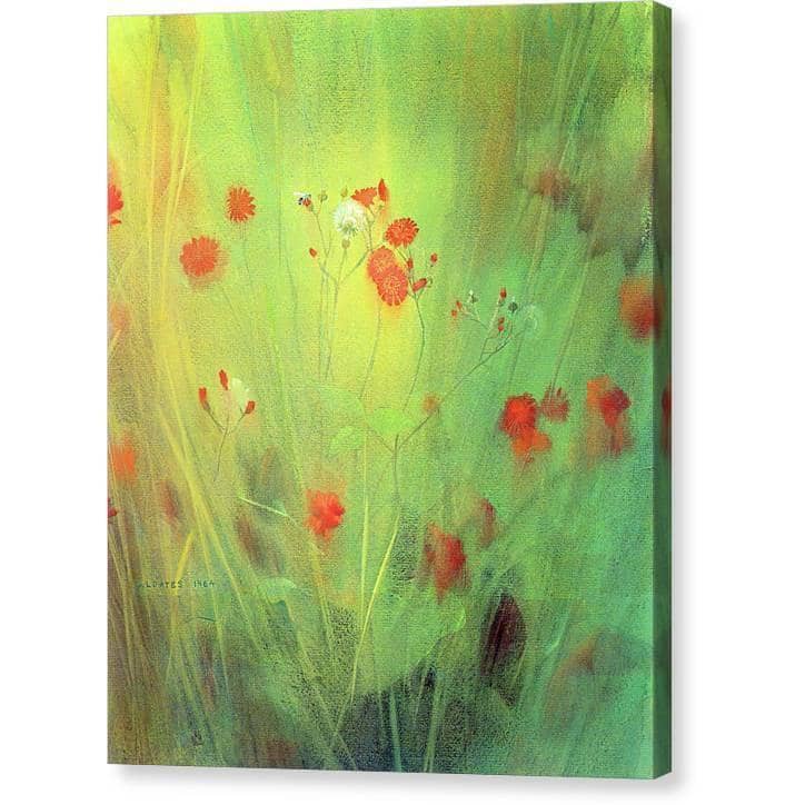Hawkweed - Canvas Print | Artwork by Glen Loates