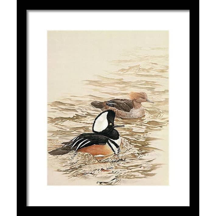 Hooded Mergansers - Framed Print | Artwork by Glen Loates