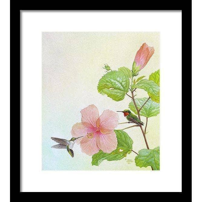 Hummingbirds and Hibiscus - Framed Print | Artwork by Glen Loates