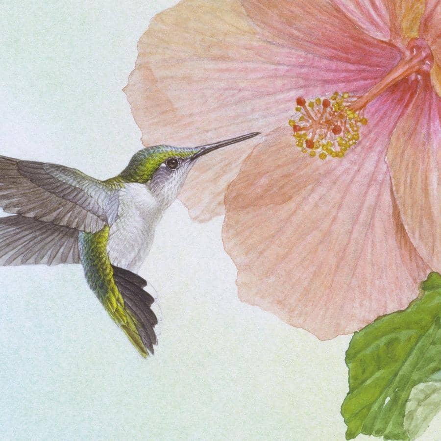 Hummingbirds and Hibiscus - Framed Print | Artwork by Glen Loates