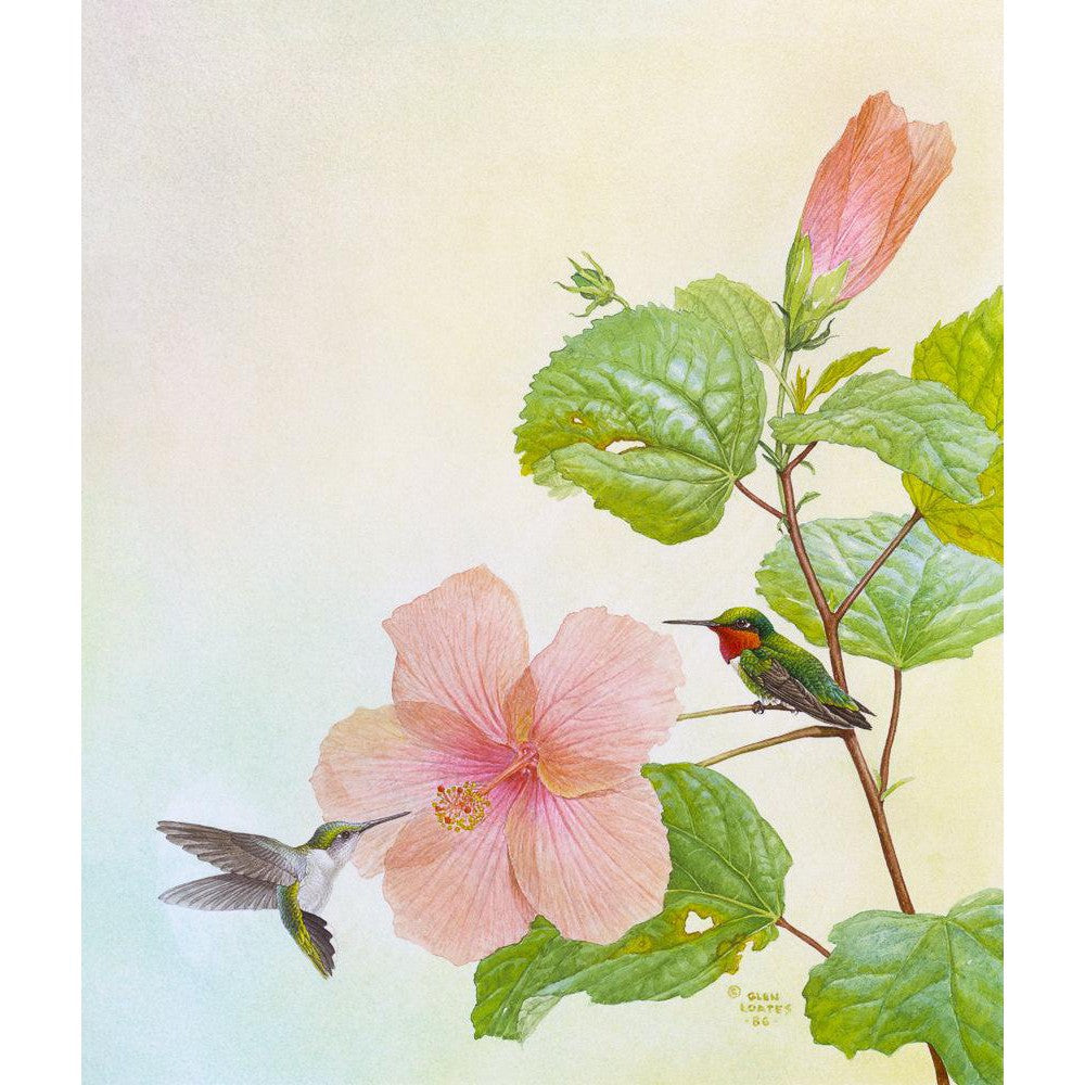 Hummingbirds and Hibiscus - Framed Print | Artwork by Glen Loates