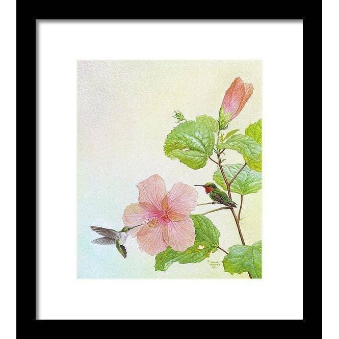 Hummingbirds and Hibiscus by Glen Loates, framed piece in a black frame with a white mat