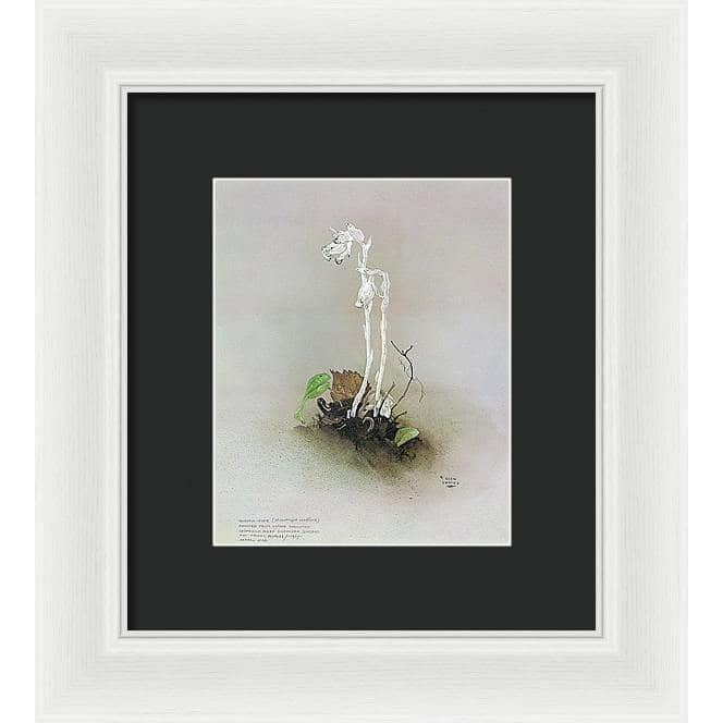 Indian Pipe - Framed Print | Artwork by Glen Loates