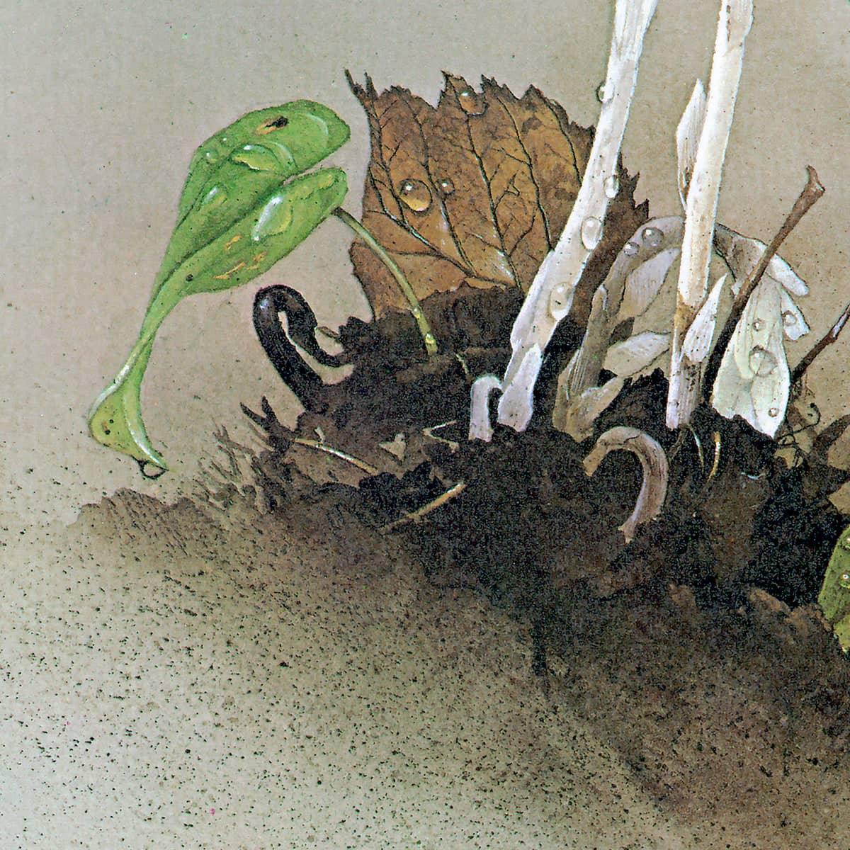 Indian Pipe - Framed Print | Artwork by Glen Loates