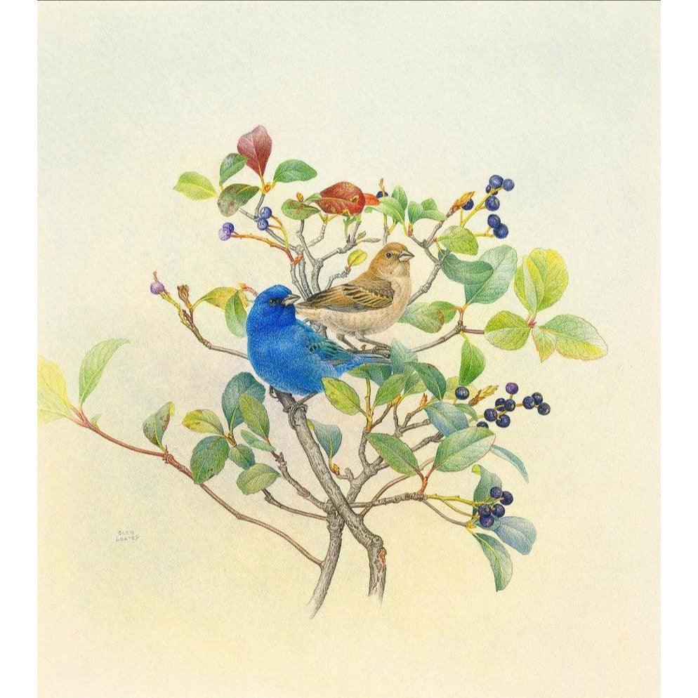 Indigo Buntings - Art Print | Artwork by Glen Loates