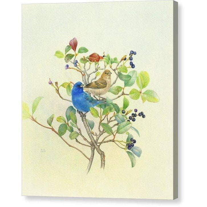 Indigo Buntings - Canvas Print | Artwork by Glen Loates