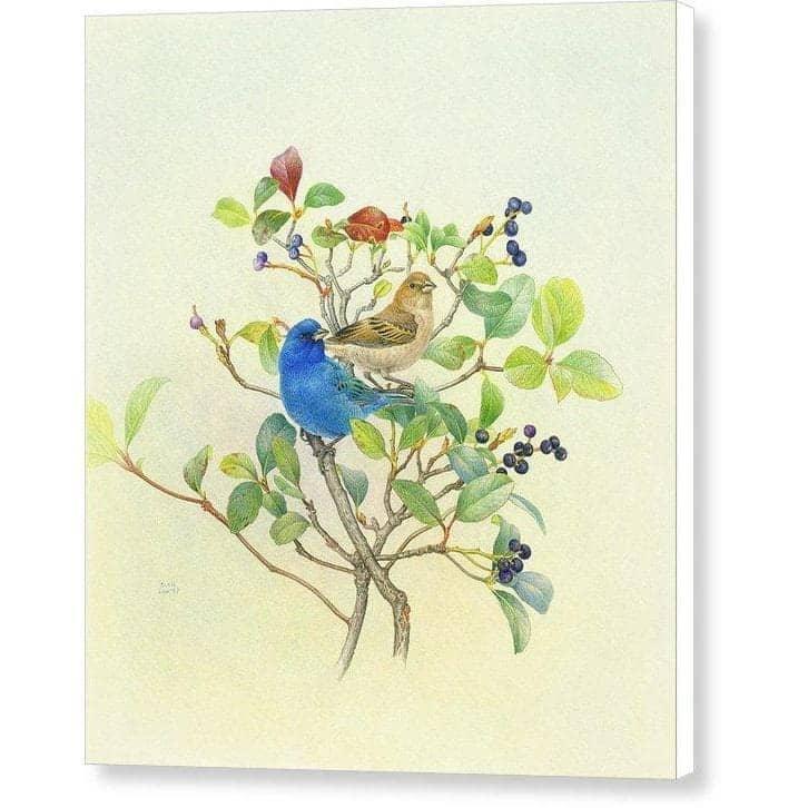 Indigo Buntings - Canvas Print | Artwork by Glen Loates