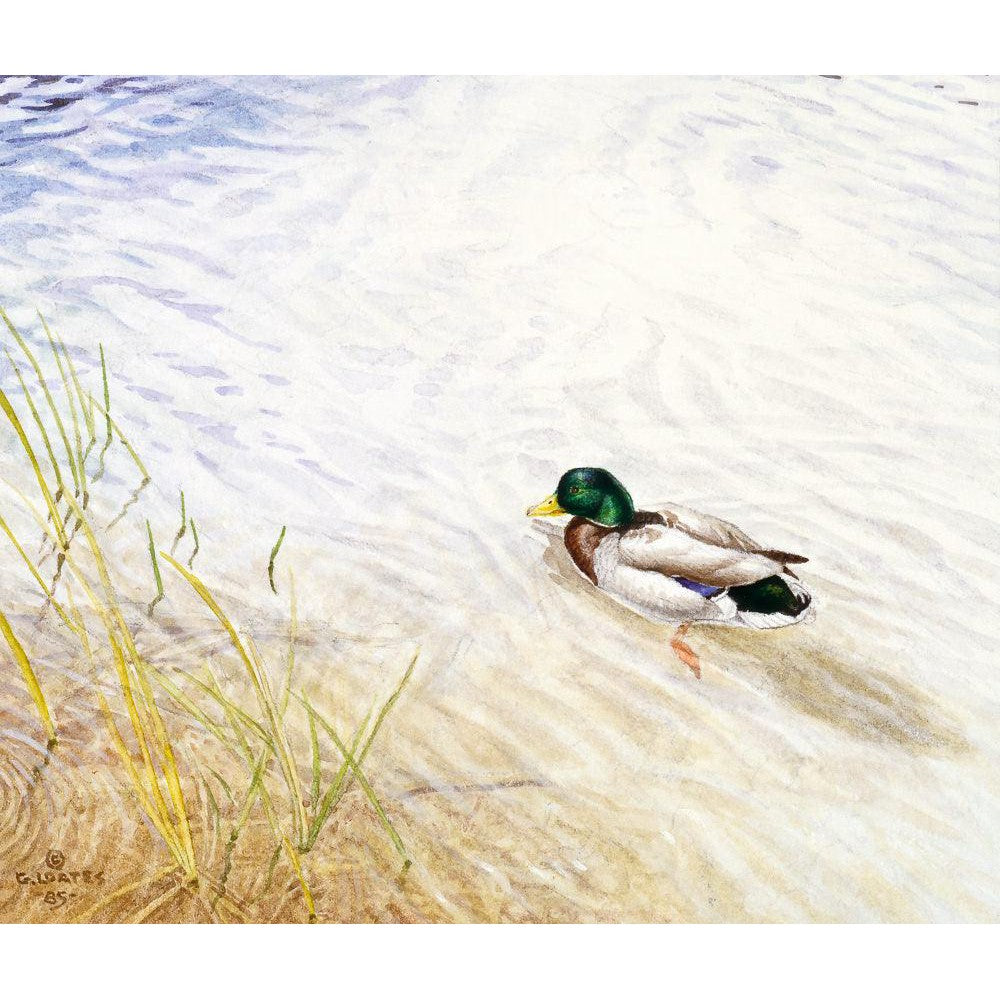 Into The Shallows - Framed Print | Artwork by Glen Loates