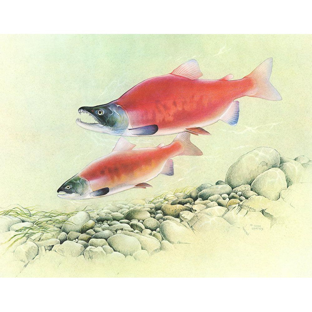 Kokanee Salmon - Canvas Print | Artwork by Glen Loates