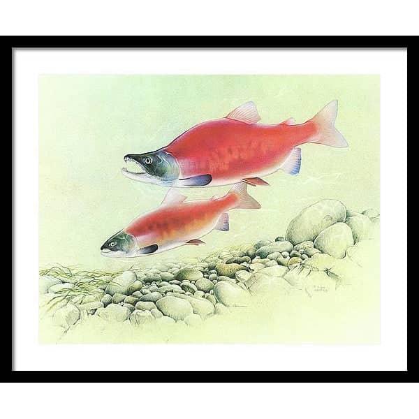 Kokanee Salmon - Framed Print | Artwork by Glen Loates