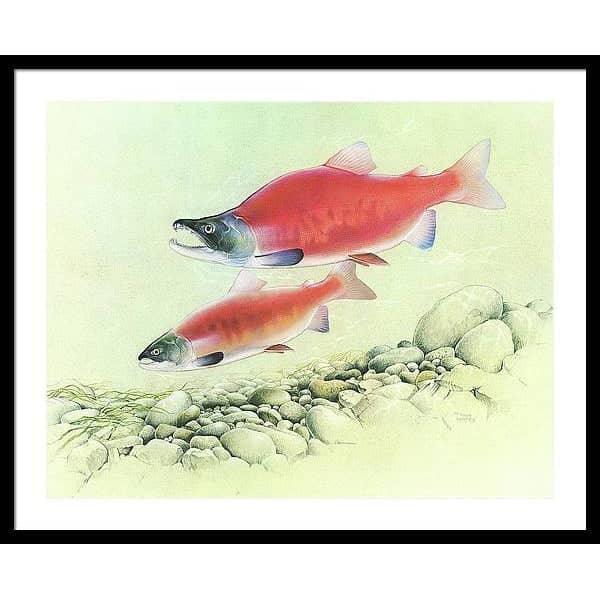 Kokanee Salmon - Framed Print | Artwork by Glen Loates