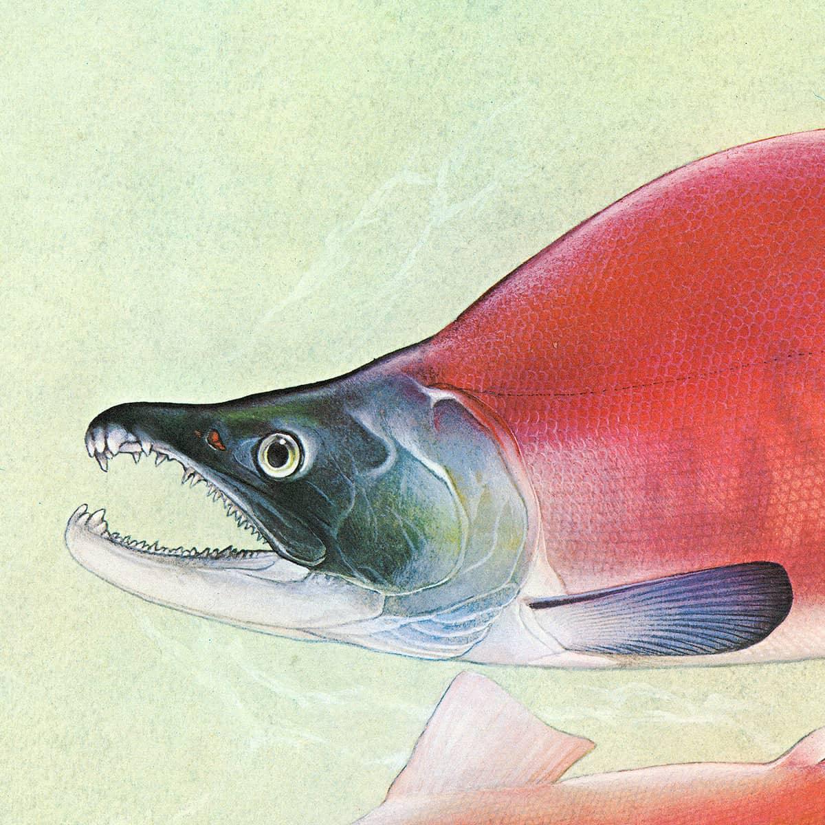 Kokanee Salmon - Framed Print | Artwork by Glen Loates
