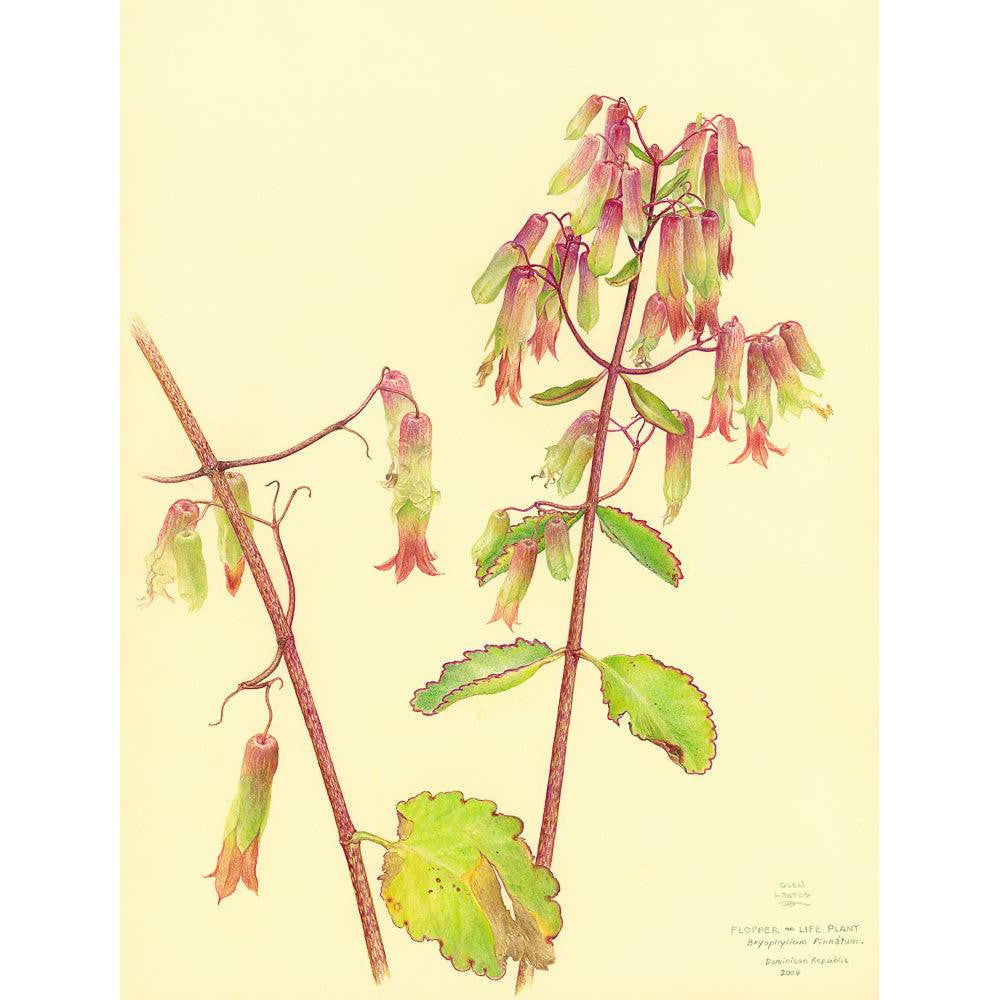 Life Plant - Canvas Print | Artwork by Glen Loates