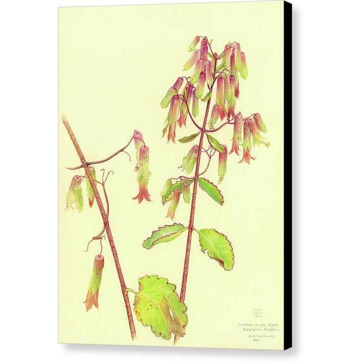 Life Plant - Canvas Print | Artwork by Glen Loates