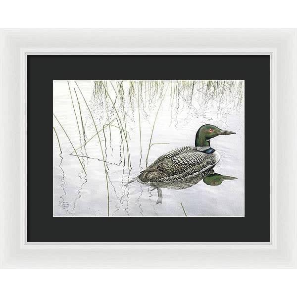 Loon - Framed Print | Artwork by Glen Loates