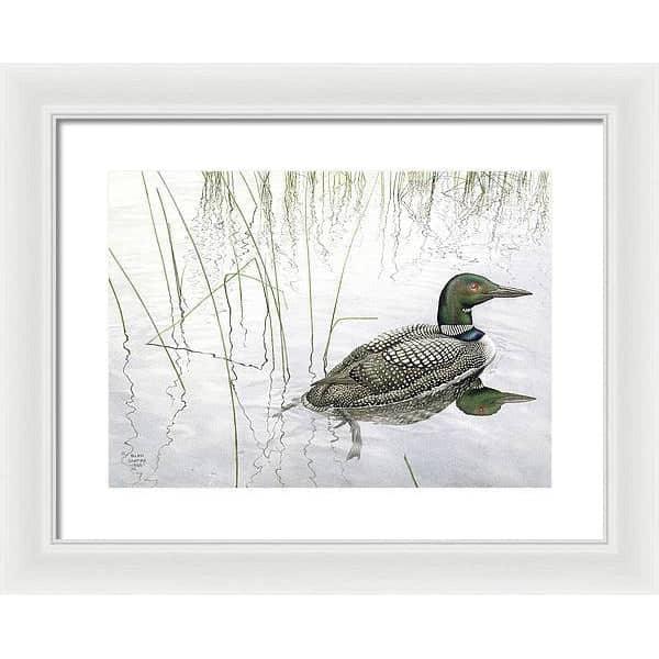 Loon - Framed Print | Artwork by Glen Loates