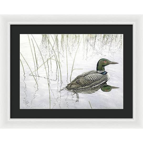 Loon - Framed Print | Artwork by Glen Loates