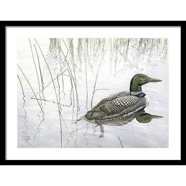 Loon - Framed Print | Artwork by Glen Loates