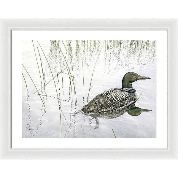 Loon - Framed Print | Artwork by Glen Loates
