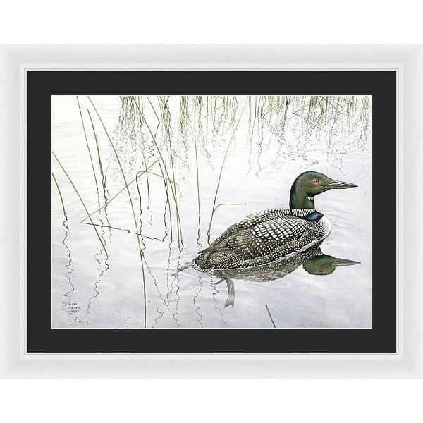 Loon - Framed Print | Artwork by Glen Loates