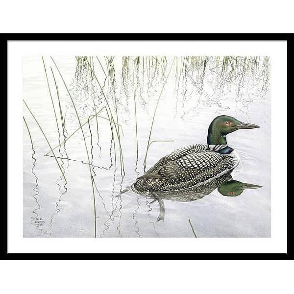 Loon - Framed Print | Artwork by Glen Loates
