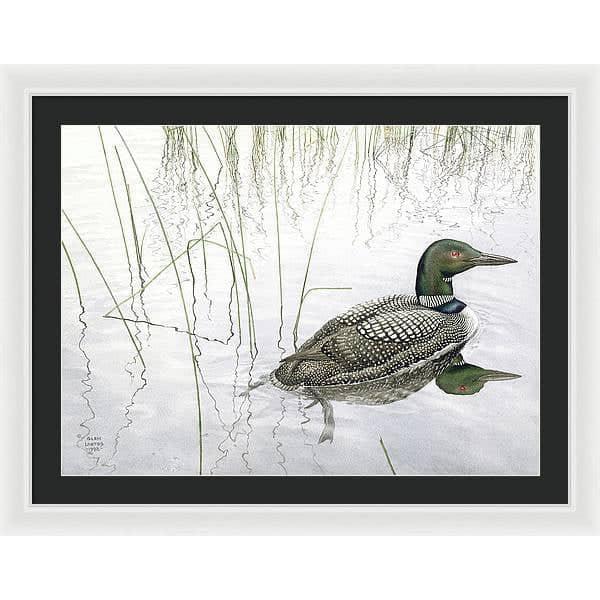 Loon - Framed Print | Artwork by Glen Loates