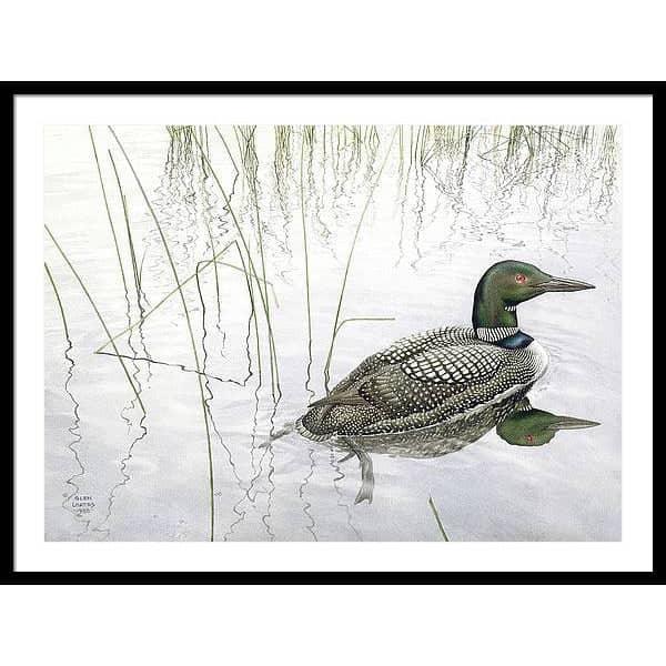 Loon - Framed Print | Artwork by Glen Loates