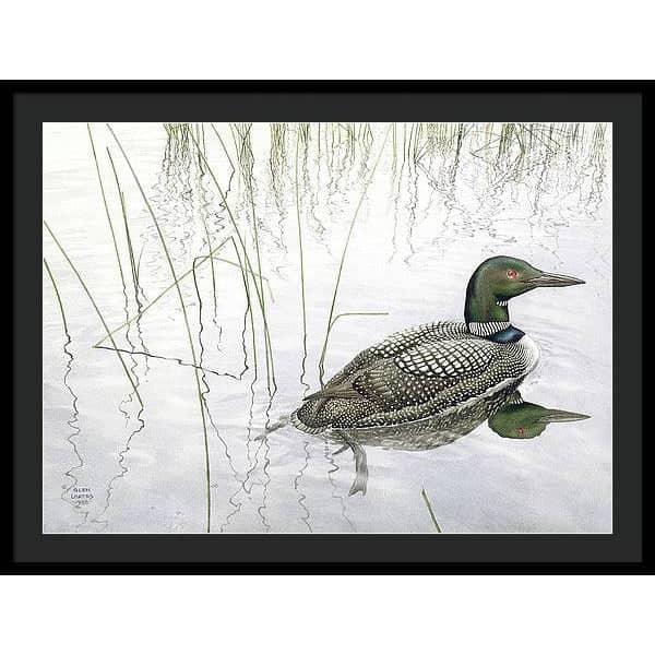 Loon - Framed Print | Artwork by Glen Loates